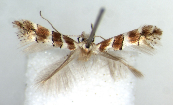 /filer/webapps/moths/media/images/R/rongensis_Phyllonorycter_HT_RMCA.jpg