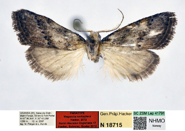 /filer/webapps/moths/media/images/R/ronkayiana_Meganola_PT_NHMO_02_JYVa8c8.jpg