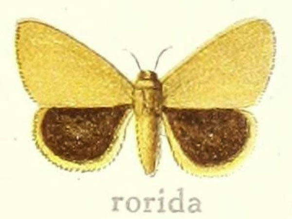/filer/webapps/moths/media/images/R/rorida_Euproctis_HT_Hering_28g.jpg