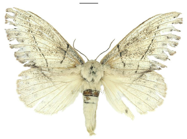 /filer/webapps/moths/media/images/R/rosa_Philotherma_AF_ANHRT.jpg