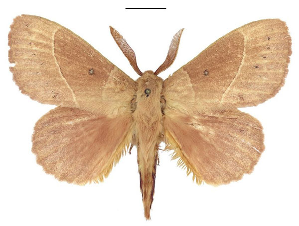 /filer/webapps/moths/media/images/R/rosa_Philotherma_AM_ANHRT_01.jpg