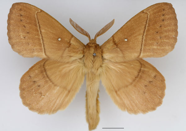 /filer/webapps/moths/media/images/R/rosa_Philotherma_AM_Basquin.jpg