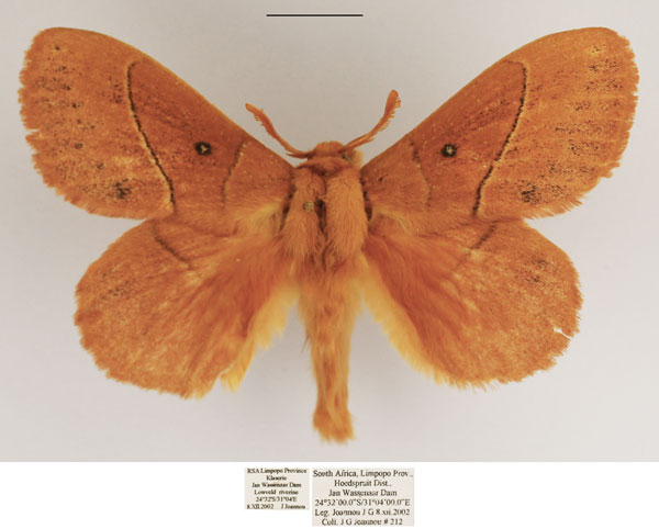 /filer/webapps/moths/media/images/R/rosa_Philotherma_AM_TMSA.jpg