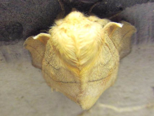 /filer/webapps/moths/media/images/R/rosa_Philotherma_A_Sydes.jpg