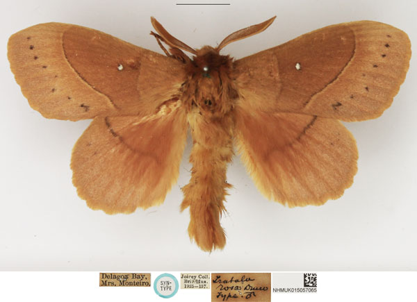 /filer/webapps/moths/media/images/R/rosa_Trabala_STM_NHMUK.jpg