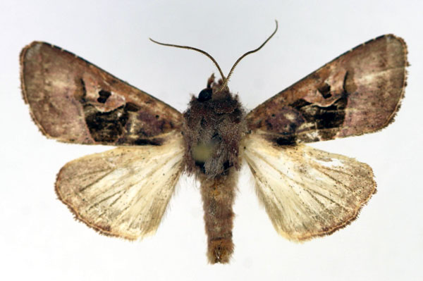 /filer/webapps/moths/media/images/R/rosacea_Conservula_AM_Aulombard.jpg