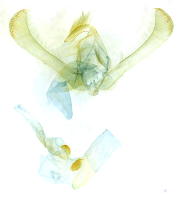 /filer/webapps/moths/media/images/R/rosacea_Masalia_GMHT_BMNH_8029.jpg