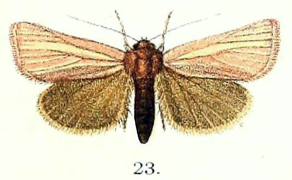 /filer/webapps/moths/media/images/R/rosacea_Masalia_HT_Hampson_1891_144_23.jpg