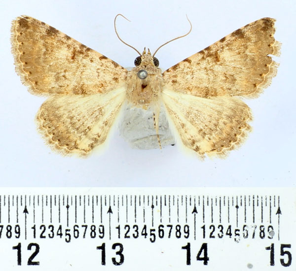 /filer/webapps/moths/media/images/R/rosacea_Rhabdophera_AM_BMNH.jpg