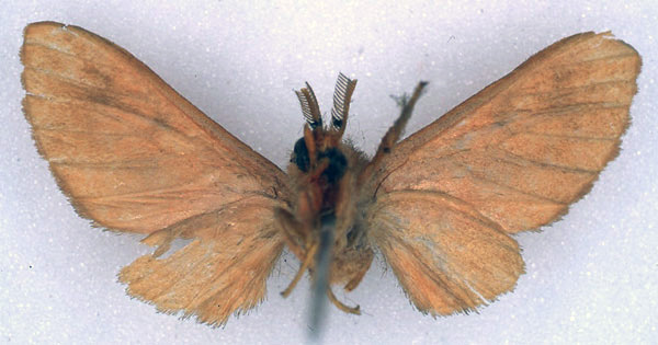 /filer/webapps/moths/media/images/R/rosacea_Rhipidarctia_HT_BMNH_02.jpg