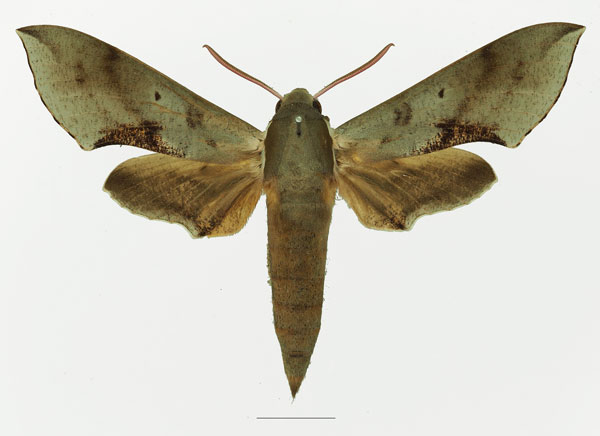 /filer/webapps/moths/media/images/R/rosae_Hippotion_AM_Basquin_01a.jpg