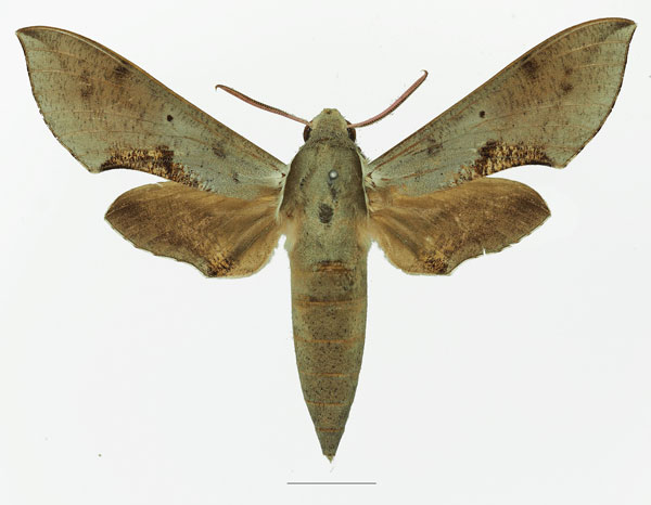 /filer/webapps/moths/media/images/R/rosae_Hippotion_AM_Basquin_02a.jpg
