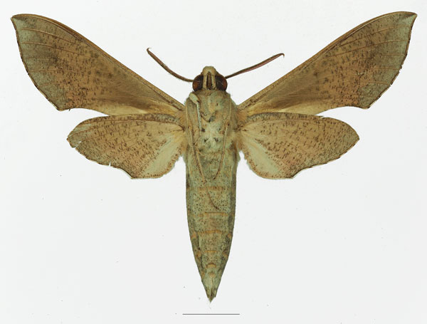 /filer/webapps/moths/media/images/R/rosae_Hippotion_AM_Basquin_02b.jpg