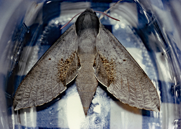 /filer/webapps/moths/media/images/R/rosae_Hippotion_A_Roland_01_gAsPDdX.jpg
