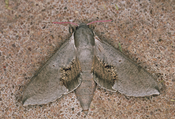 /filer/webapps/moths/media/images/R/rosae_Hippotion_A_Roland_01_m9X8Cqg.jpg
