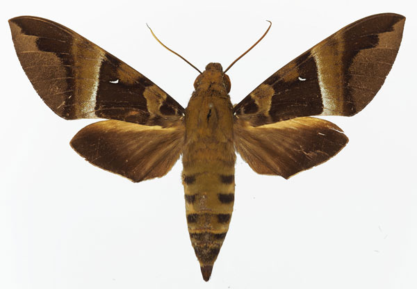 /filer/webapps/moths/media/images/R/rosae_Nephele_AF_Basquina.jpg