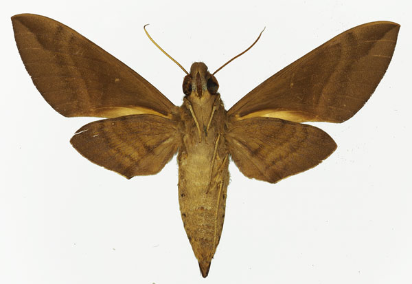 /filer/webapps/moths/media/images/R/rosae_Nephele_AF_Basquinb.jpg
