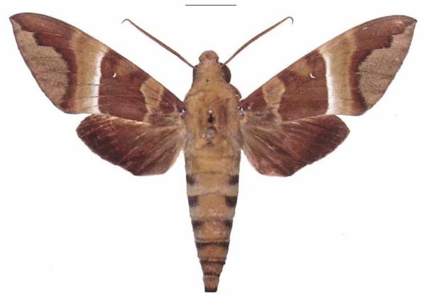 /filer/webapps/moths/media/images/R/rosae_Nephele_AM_EMEM.jpg