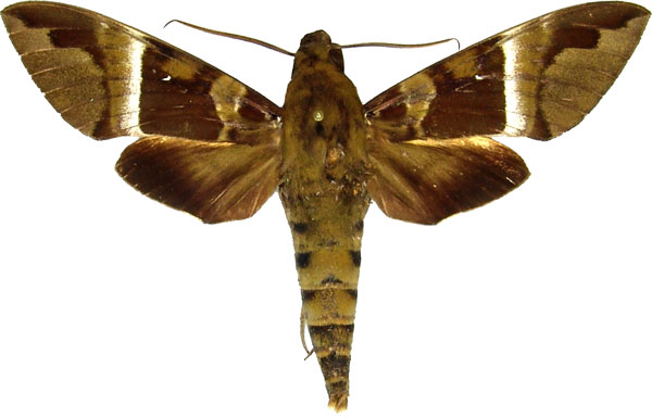/filer/webapps/moths/media/images/R/rosae_Nephele_AM_MCJM.jpg