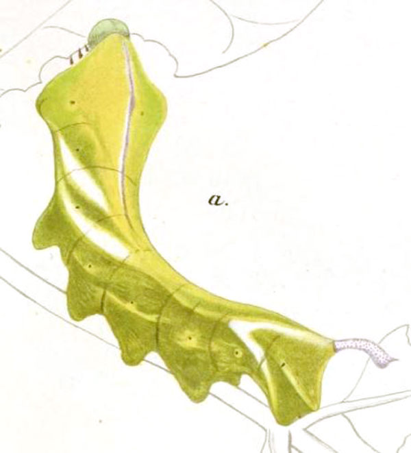 /filer/webapps/moths/media/images/R/rosae_Nephele_C_Schultze.jpg