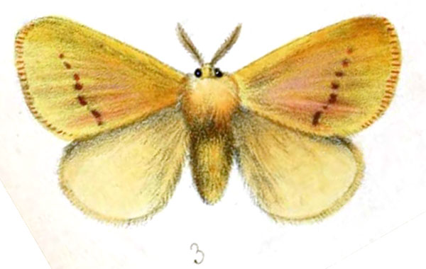 /filer/webapps/moths/media/images/R/rosea_Chrysopoloma_STM_Druce_38-3.jpg