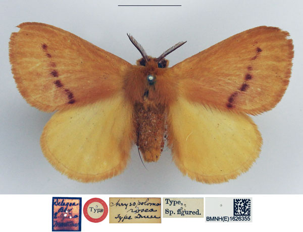 /filer/webapps/moths/media/images/R/rosea_Chrysopoloma_STM_NHMUK.jpg