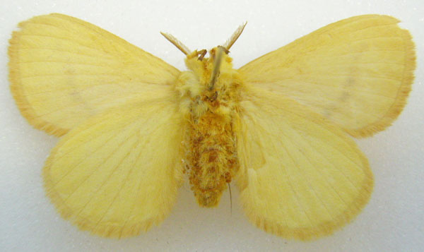 /filer/webapps/moths/media/images/R/rosea_Chrysopoloma_STM_NHMUKb.jpg