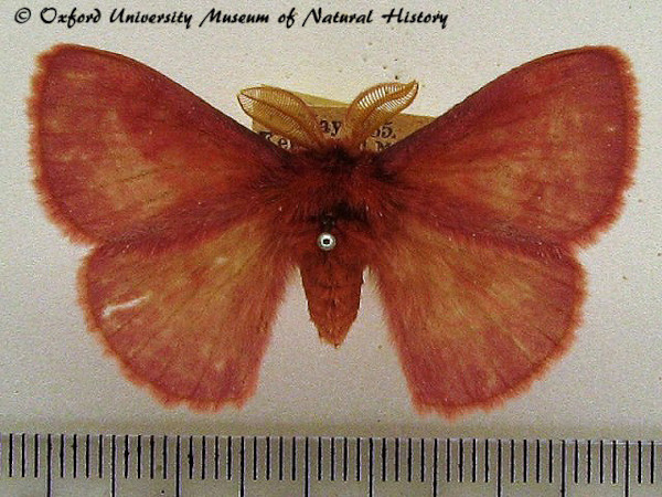 /filer/webapps/moths/media/images/R/rosea_Decachorda_A_OUMNH_01.JPG