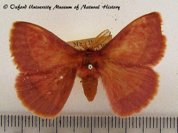 /filer/webapps/moths/media/images/R/rosea_Decachorda_A_OUMNH_02.JPG