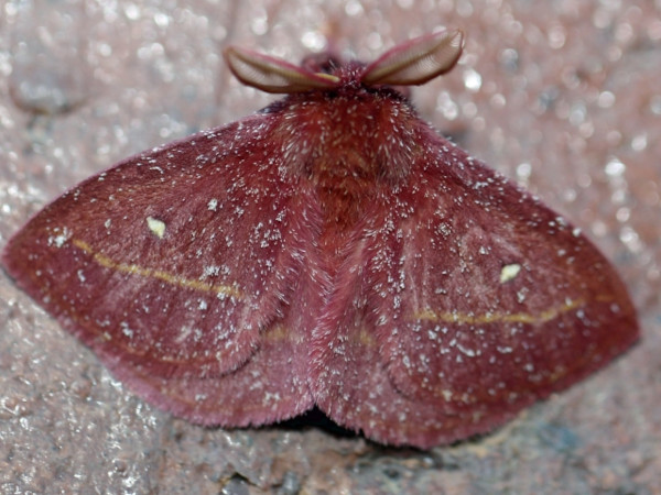 /filer/webapps/moths/media/images/R/rosea_Decachorda_A_Voaden.JPG