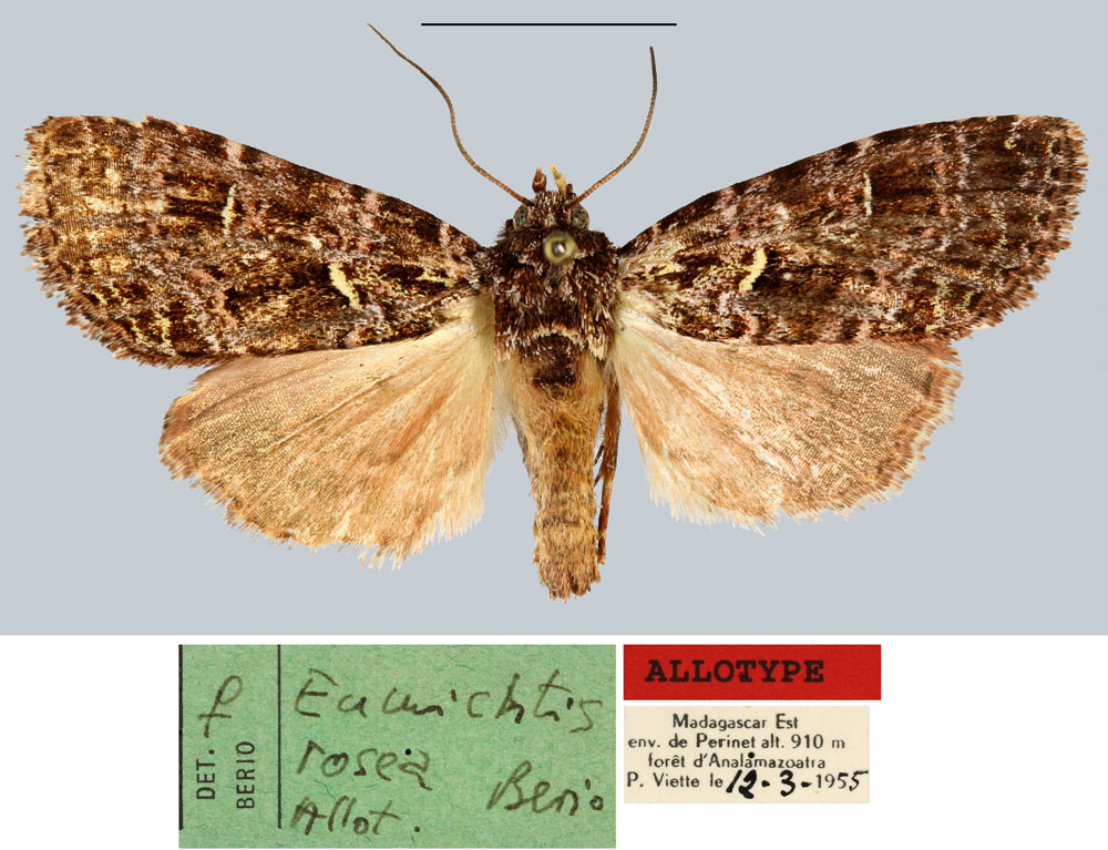 /filer/webapps/moths/media/images/R/rosea_Eumichtis_AT_MNHN.jpg
