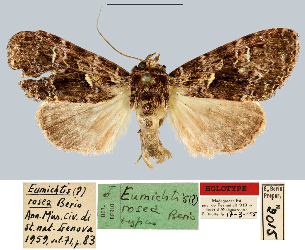 /filer/webapps/moths/media/images/R/rosea_Eumichtis_HT_MNHN.jpg