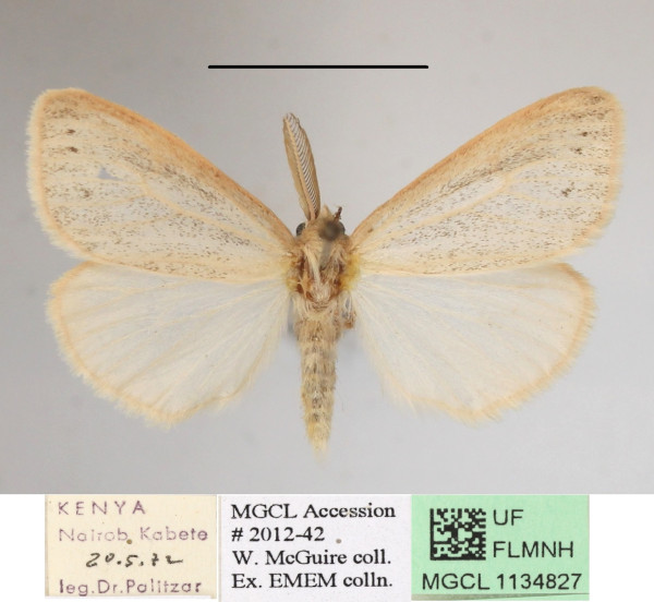 /filer/webapps/moths/media/images/R/rosea_Laelia_AM_MGCLa_01.jpg