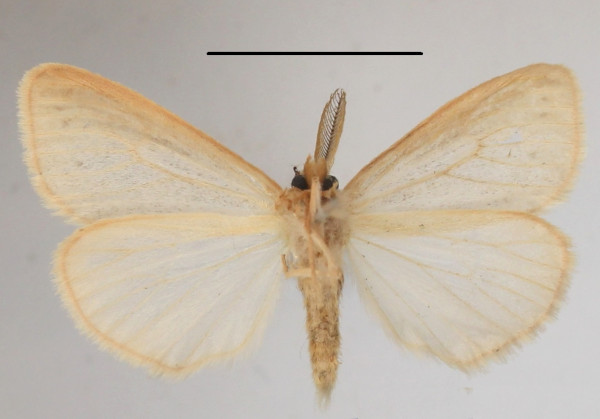 /filer/webapps/moths/media/images/R/rosea_Laelia_AM_MGCLb_01.jpg