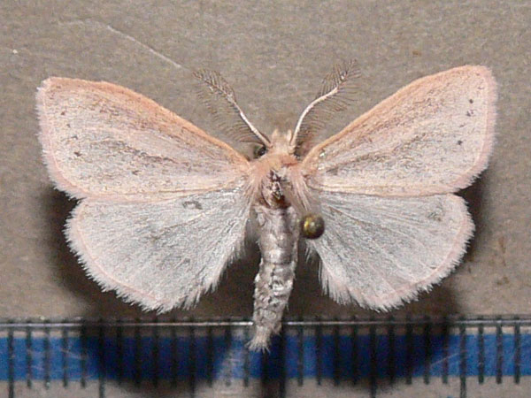 /filer/webapps/moths/media/images/R/rosea_Laelia_A_Goff.jpg