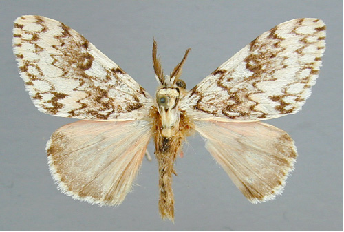 /filer/webapps/moths/media/images/R/rosea_Lymantica_A_RMCA_01.jpg