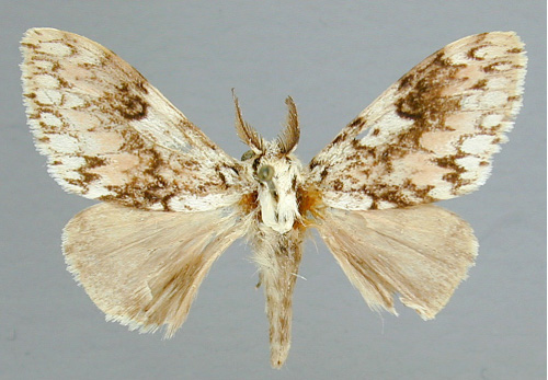 /filer/webapps/moths/media/images/R/rosea_Lymantica_A_RMCA_02.jpg