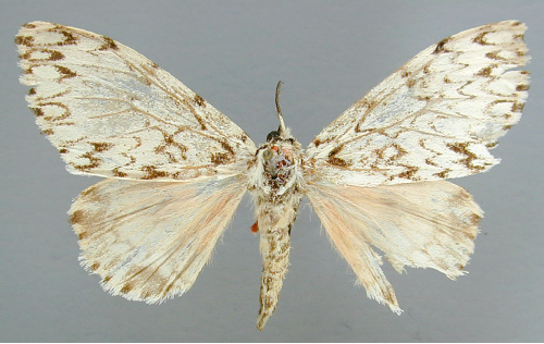/filer/webapps/moths/media/images/R/rosea_Lymantica_A_RMCA_03.jpg