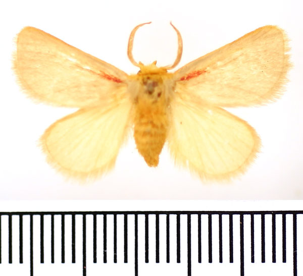 /filer/webapps/moths/media/images/R/rosea_Macroplectra_AM_BMNH_02.jpg