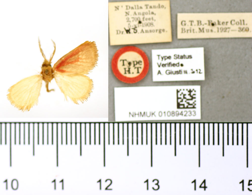 /filer/webapps/moths/media/images/R/rosea_Macroplectra_HT_BMNH.jpg