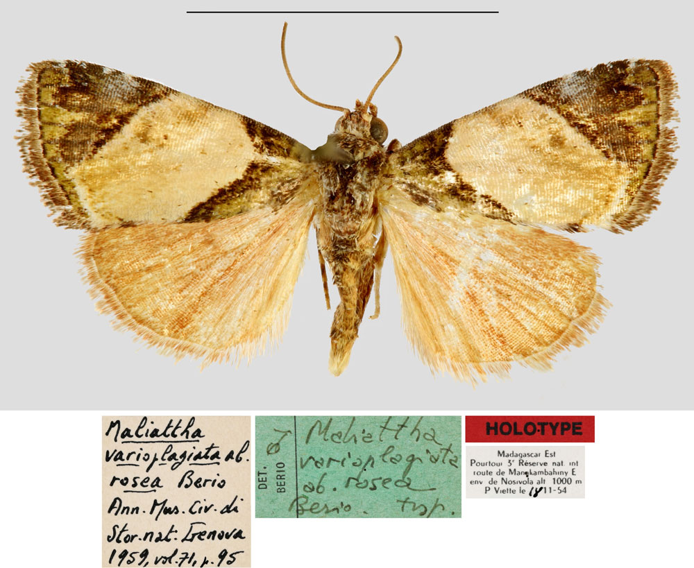 /filer/webapps/moths/media/images/R/rosea_Maliattha_HT_MNHN.jpg