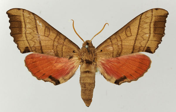 /filer/webapps/moths/media/images/R/rosea_Rufoclanis_AF_Basquin.jpg
