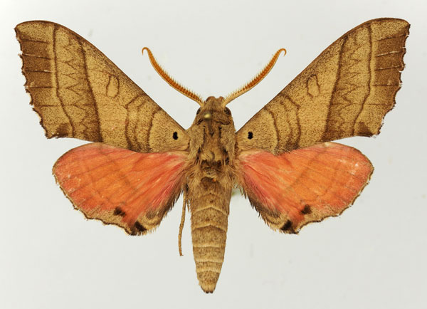 /filer/webapps/moths/media/images/R/rosea_Rufoclanis_AM_Basquin_01.jpg