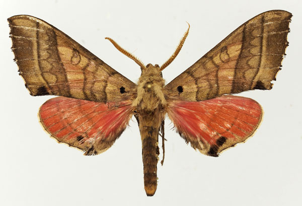 /filer/webapps/moths/media/images/R/rosea_Rufoclanis_AM_Basquin_02.jpg