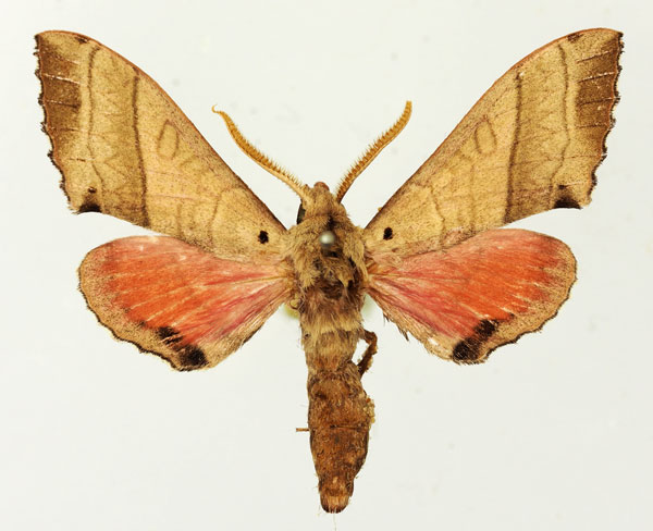/filer/webapps/moths/media/images/R/rosea_Rufoclanis_AM_Basquin_03.jpg
