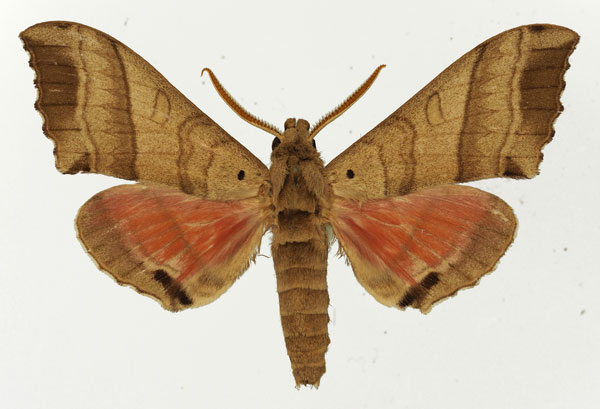 /filer/webapps/moths/media/images/R/rosea_Rufoclanis_AM_Basquin_04.jpg