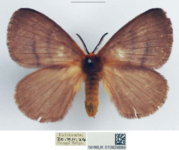 /filer/webapps/moths/media/images/R/rosea_Stenoglene_AF_NHMUK.jpg