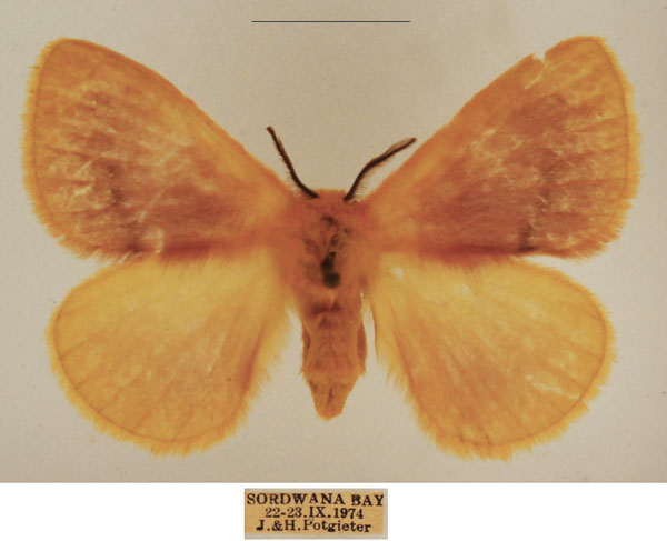 /filer/webapps/moths/media/images/R/rosea_Stenoglene_AF_TMSA_01.jpg