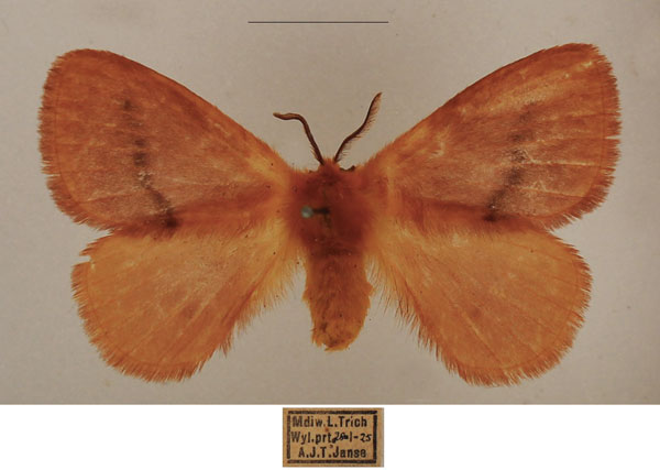 /filer/webapps/moths/media/images/R/rosea_Stenoglene_AF_TMSA_02.jpg