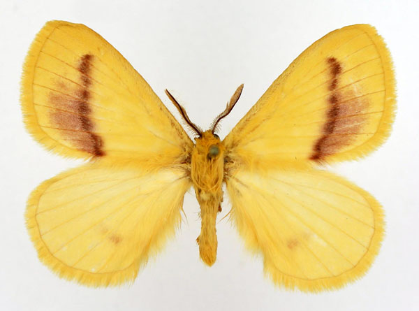 /filer/webapps/moths/media/images/R/rosea_Stenoglene_AM_Basquin_01.jpg